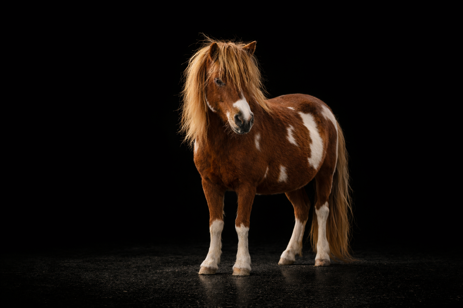 Kadence jument AMHA pie tobiano portrait fond noir — Arche du Négadis Paulhan