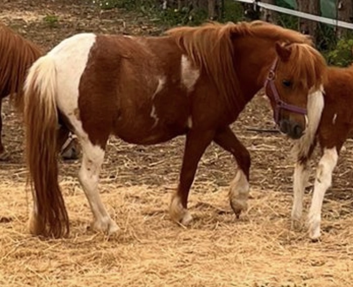 Kadence — Jument miniature lignée paysanne pie alezan