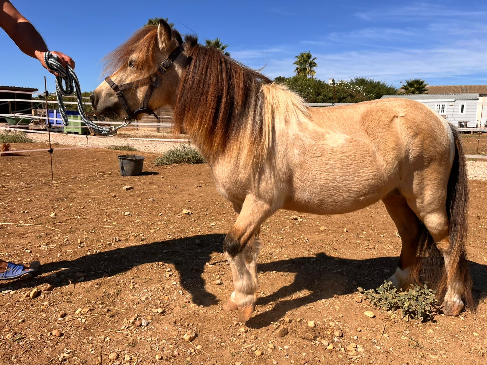 Macchiato, étalon AMHR en longe — Arche du Négadis, Montagnac