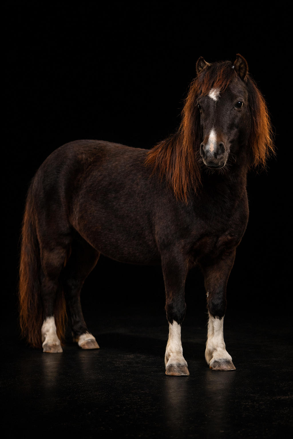 Ninadja — Jument miniature AMHR, élevage Arche du Négadis Paulhan