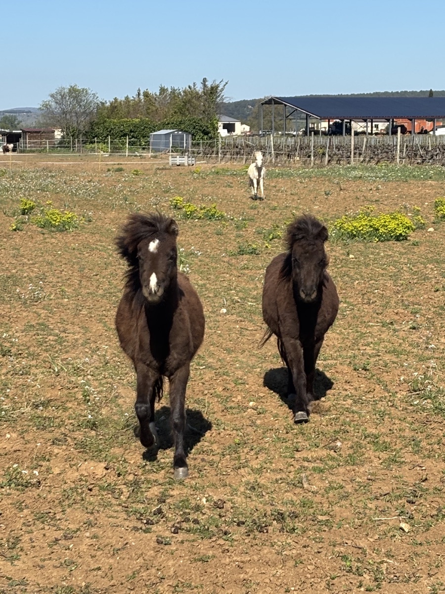 Ninadja, Oshi et Rose au pré — Arche du Négadis, Paulhan