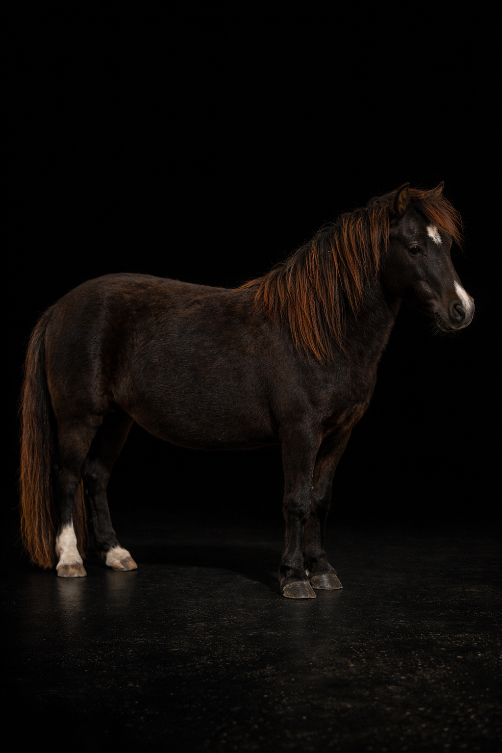 Ninadja, jument miniature AMHR noire — Arche du Négadis Paulhan