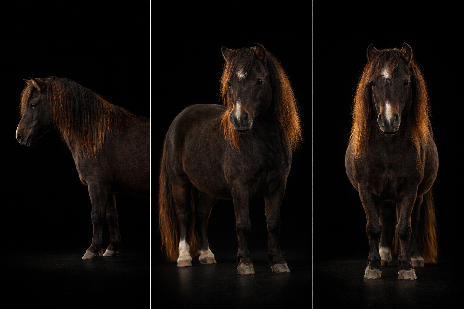 Ninadja 3 profils fond noir