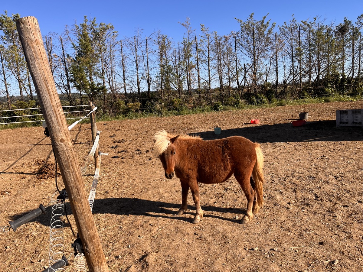 Opale dans le paddock
