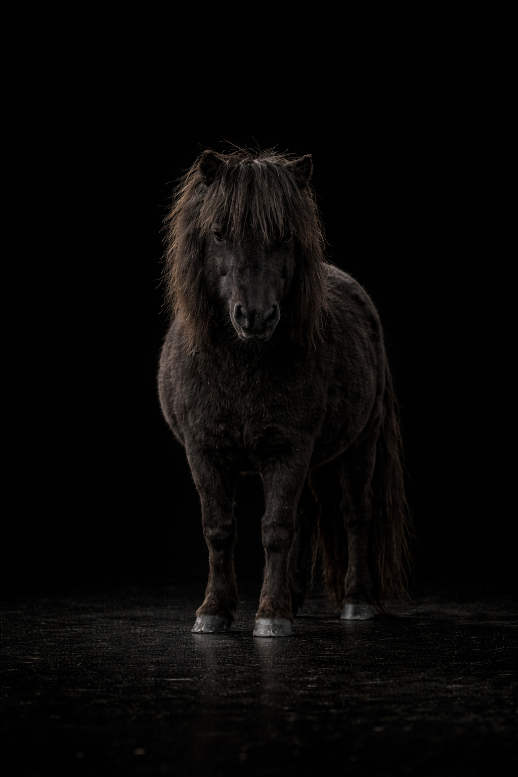 Oshi jument AMHA full black portrait fond noir — Arche du Négadis Paulhan