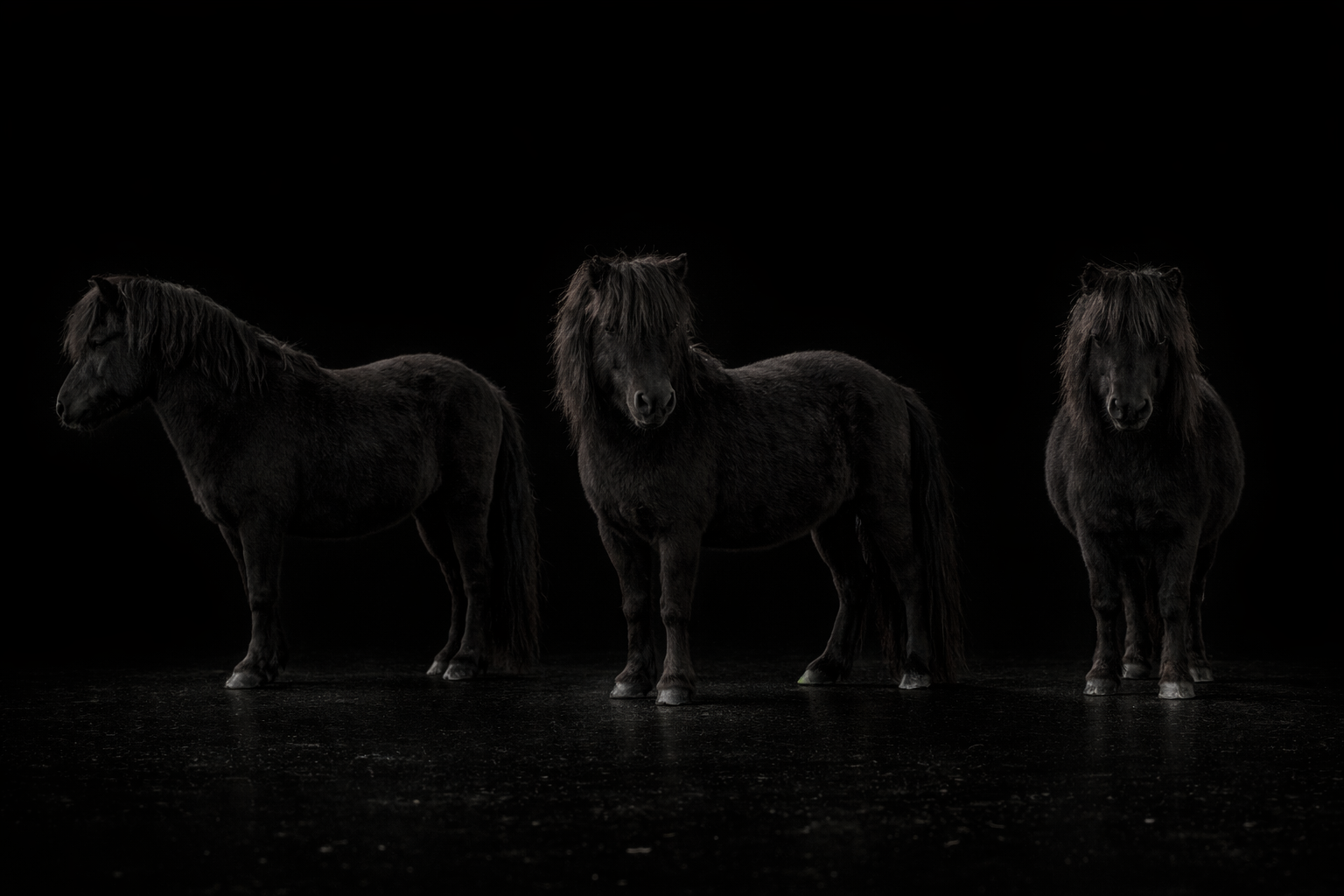 Oshi profil fond noir