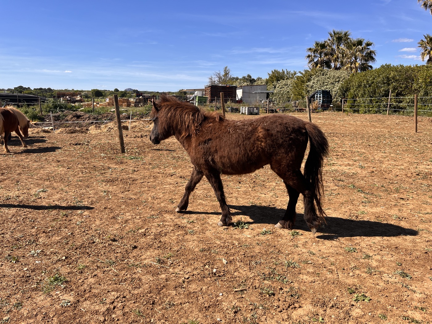 Oshi dans le paddock