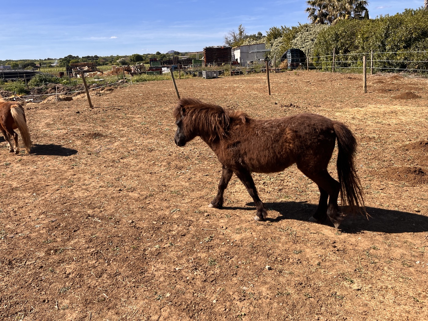 Oshi full black Arche du Négadis Hérault