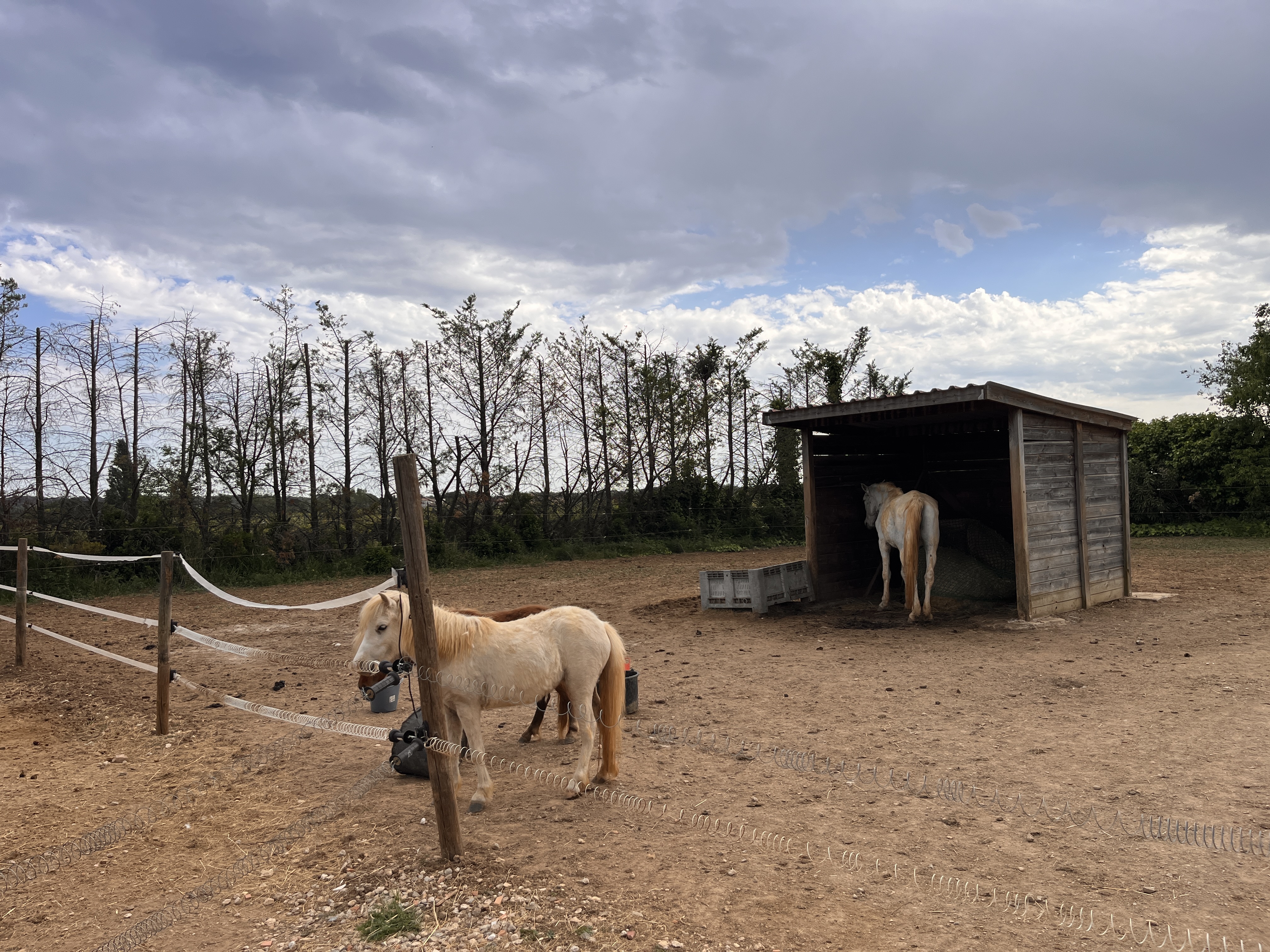 Paddock avec abri bois — pension équine familiale à Paulhan