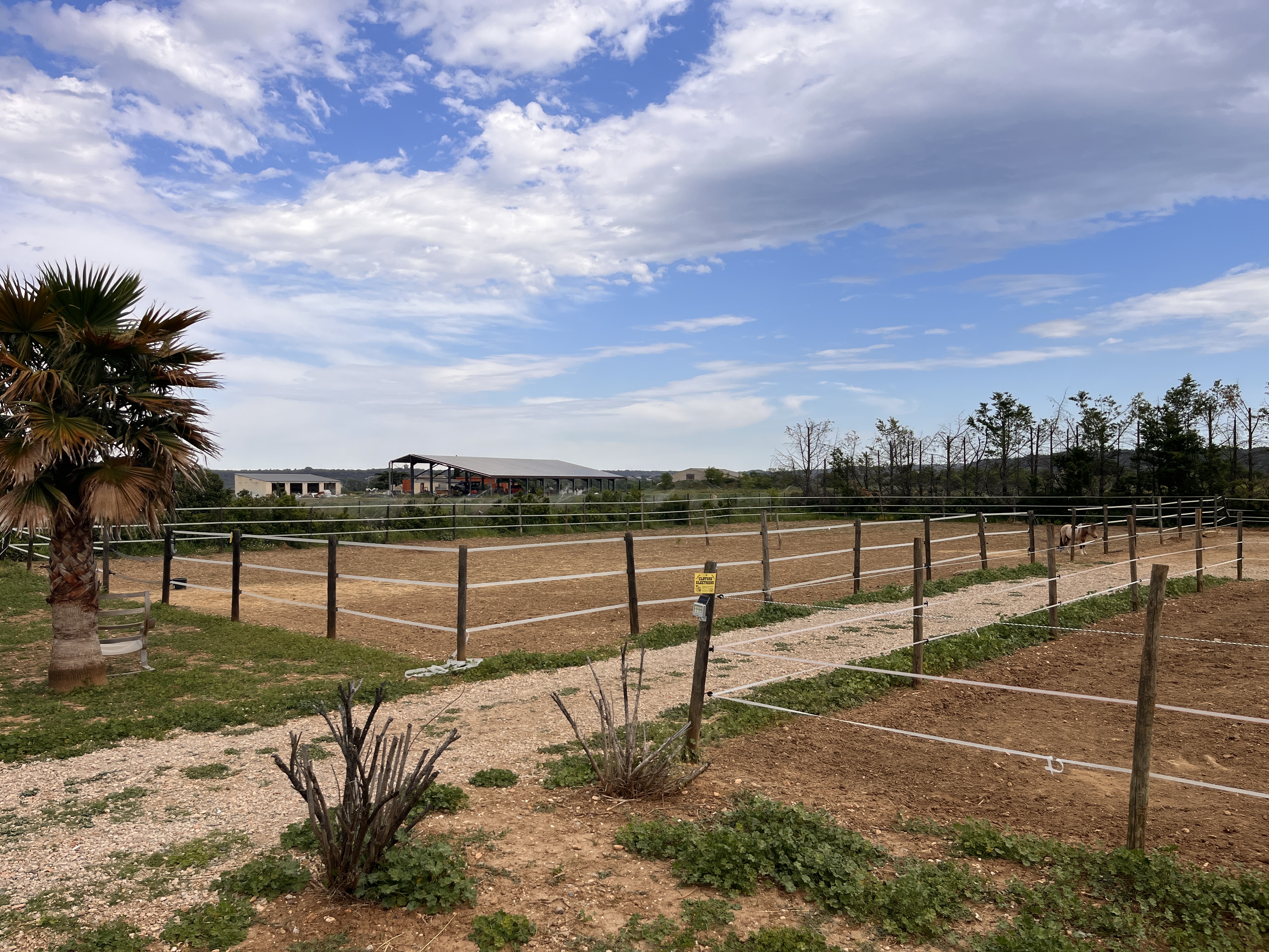 Chevaux palomino en pension à Paulhan — Arche du Négadis, Hérault 34