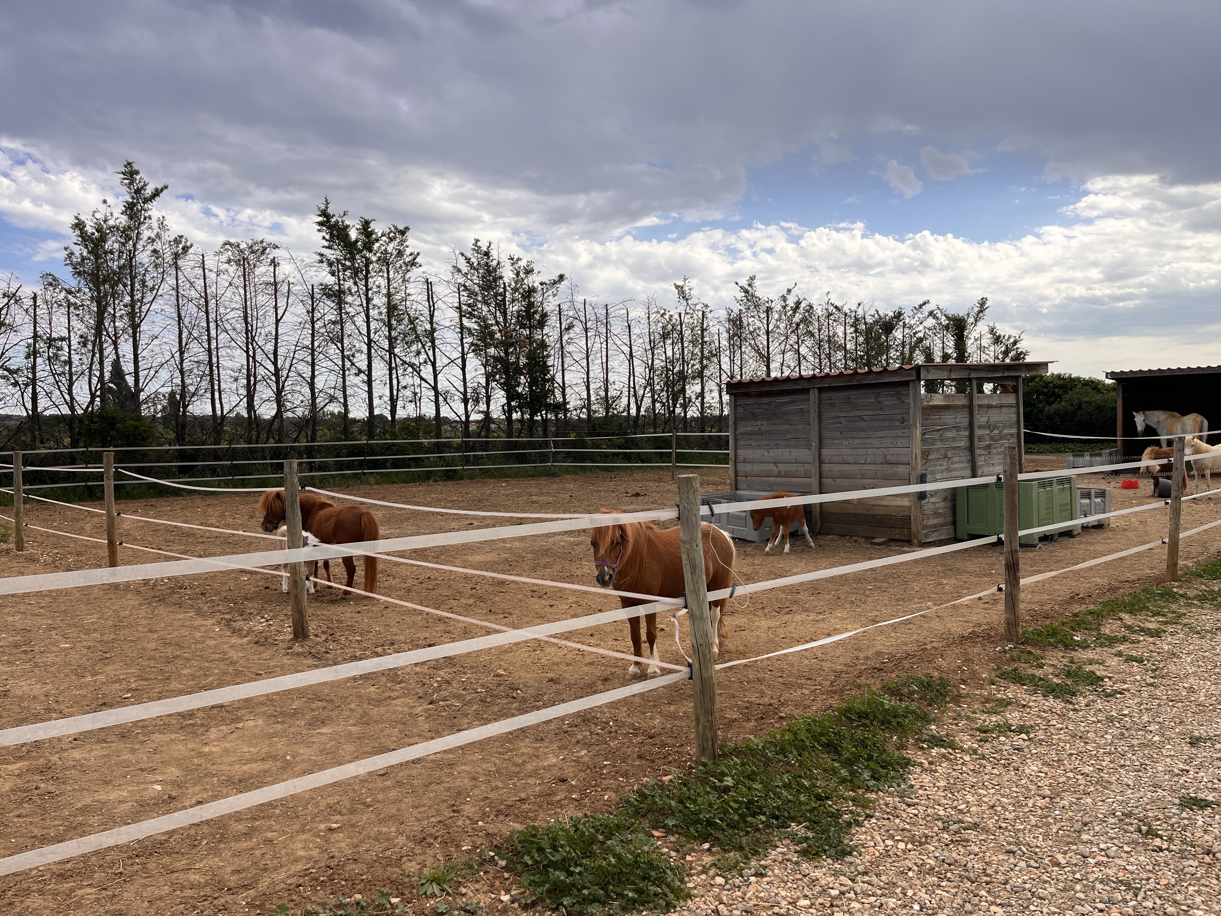 Chevaux miniatures américains en pension à Paulhan — Arche du Négadis, Hérault