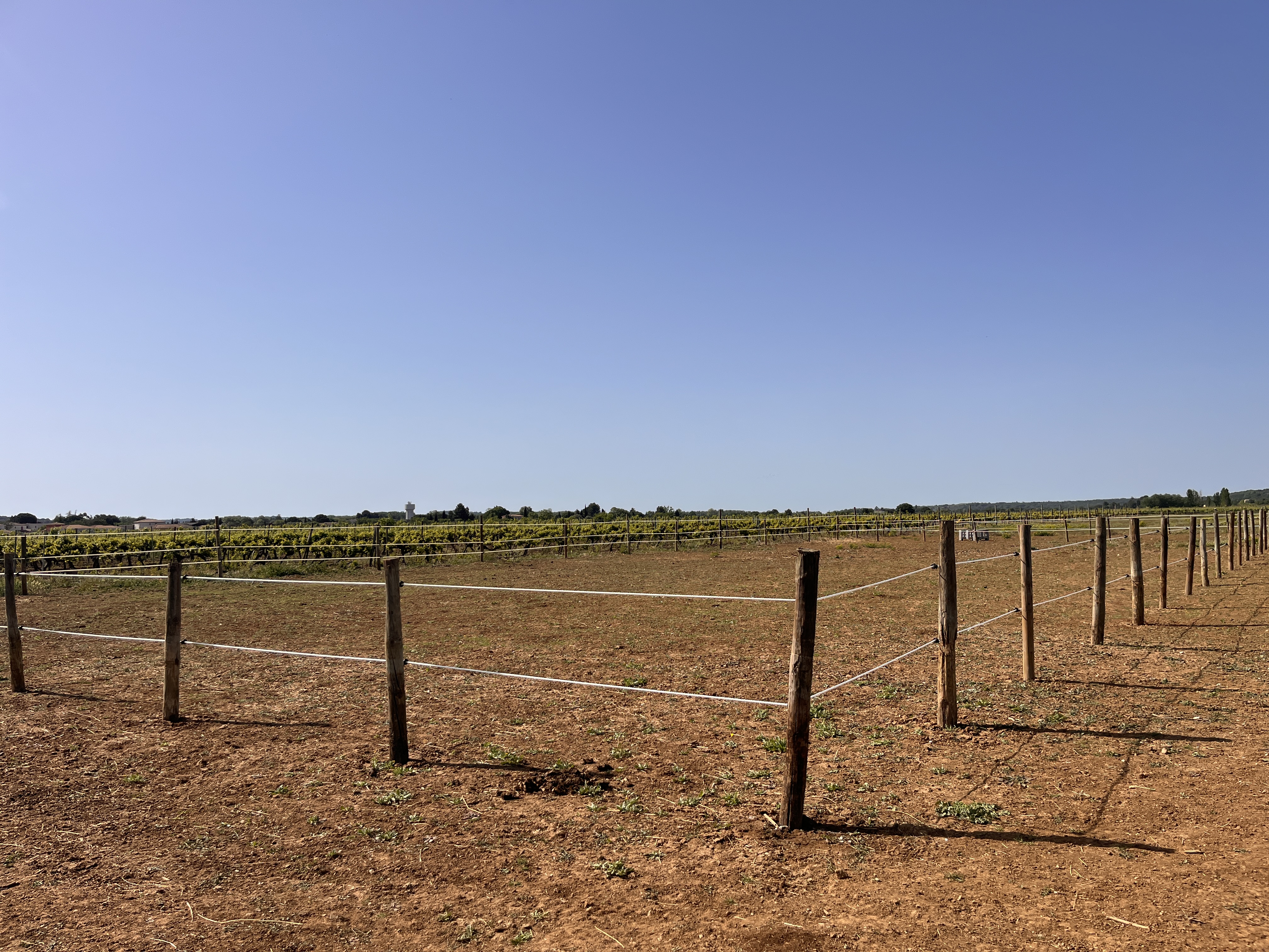 Pâtures de 2 hectares — chevaux en liberté au milieu des vignes, pension équine Arche du Négadis Paulhan Hérault 34