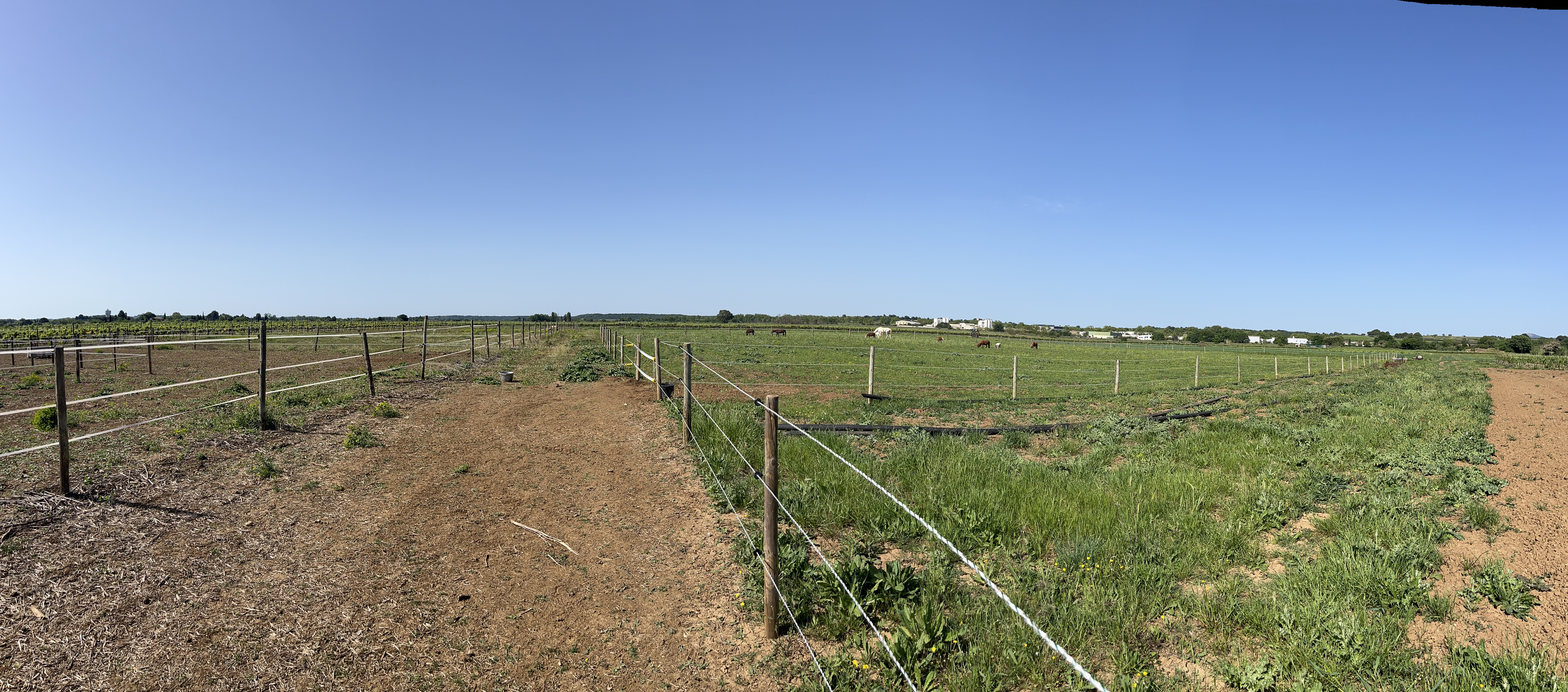 Prairie naturelle de l'élevage Arche du Négadis — 2 ha au cœur des vignes héraultaises, Paulhan 34