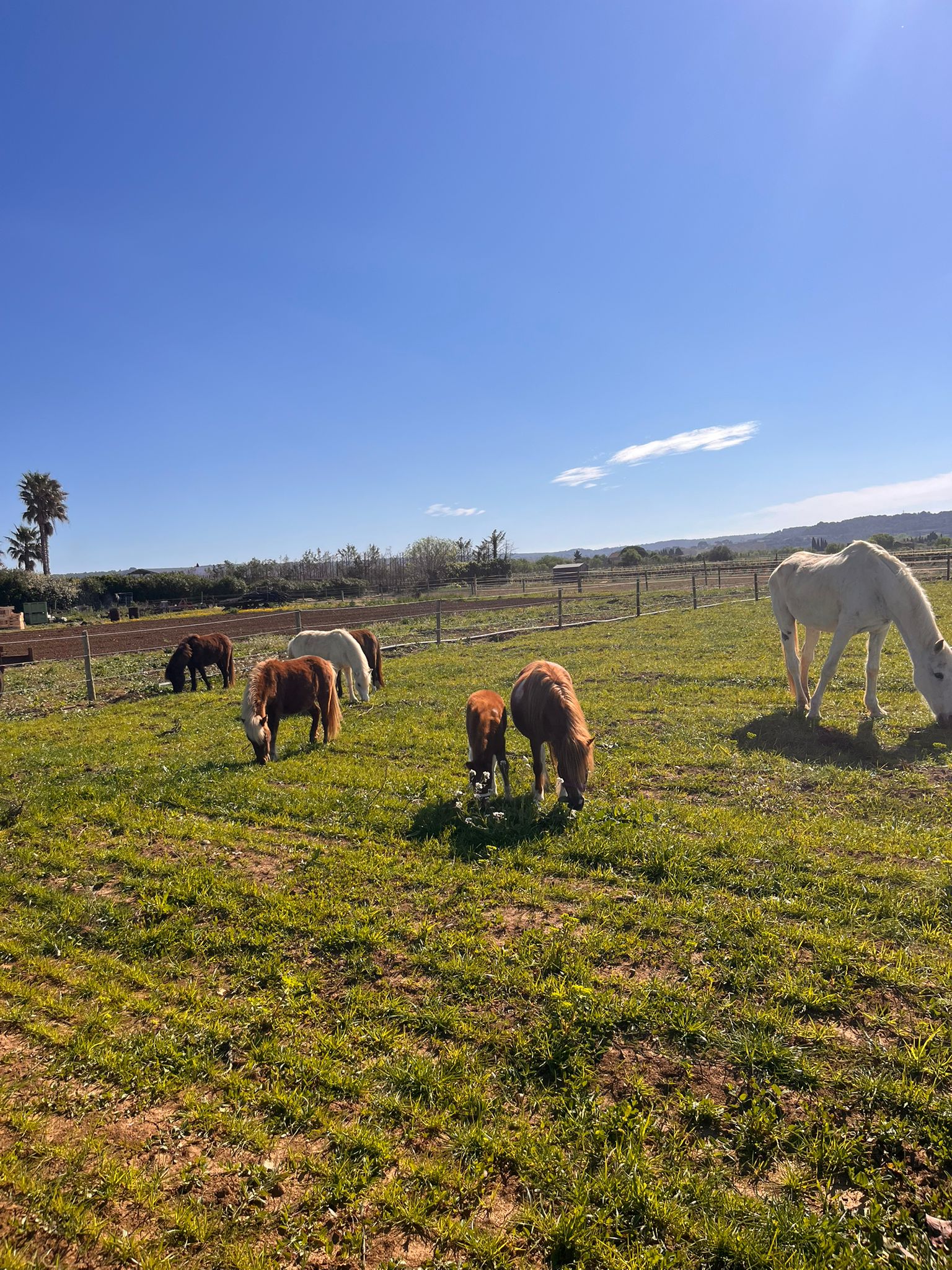 Troupeau de chevaux miniatures au pré — L'Arche du Négadis, Paulhan