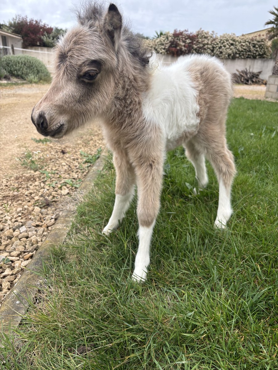 Qashmire pouliche AMHR 2026 Arche du Négadis — produit de Gemme