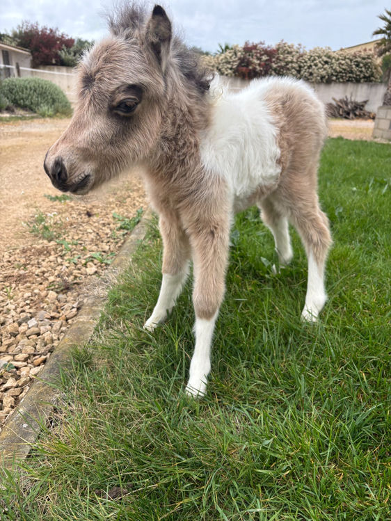 Qashmire — en liberté dans le jardin