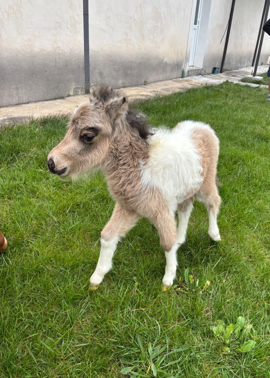 Qashmire — premiers pas dehors