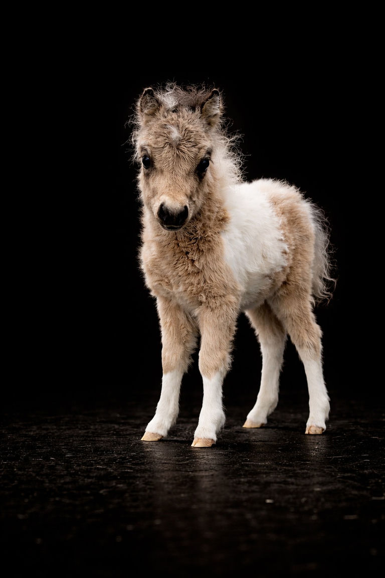 Qashmire de l'Arche du Négadis — Pouliche miniature AMHA, portrait studio fond noir