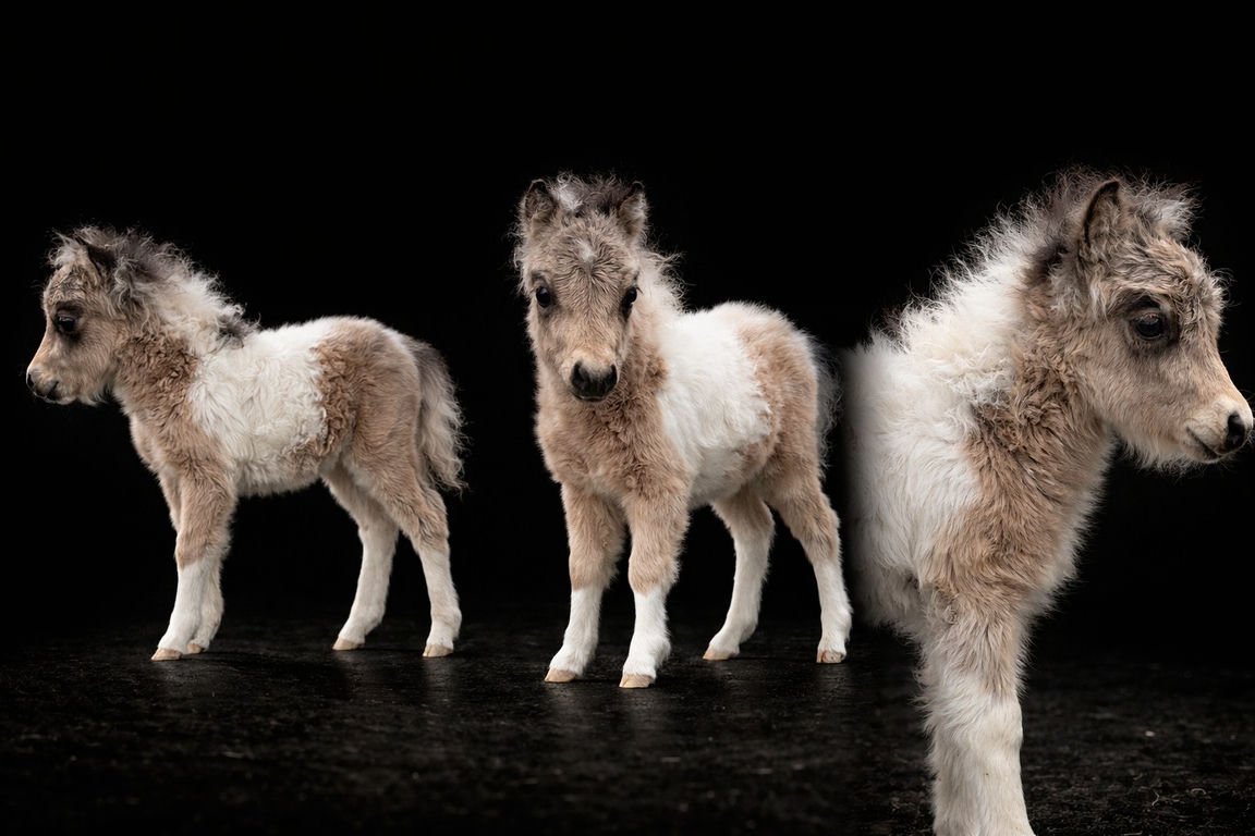 Qashmire — triptyque studio trois angles