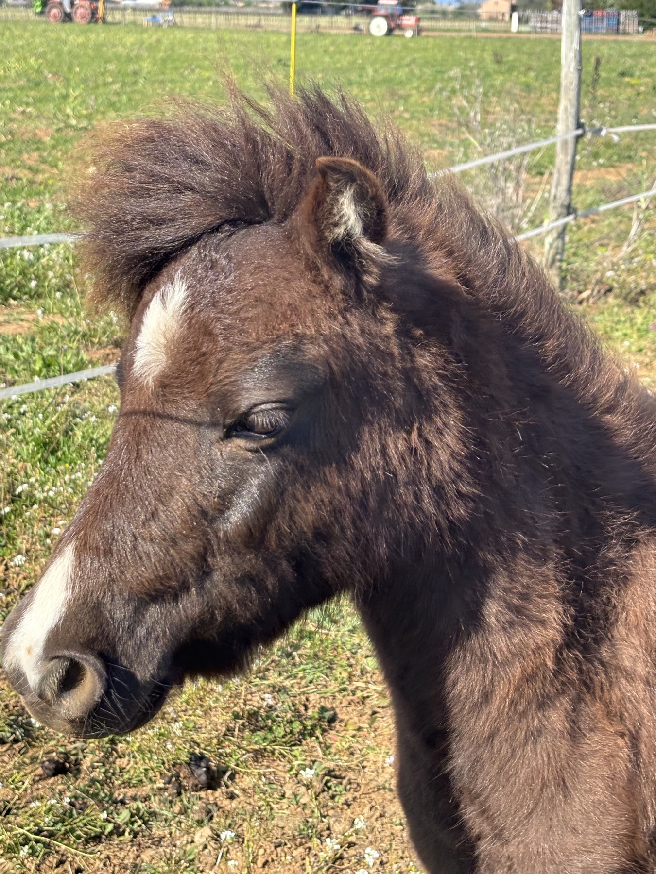 Portrait d'un poulain miniature américain à l'Arche du Négadis, Paulhan Hérault
