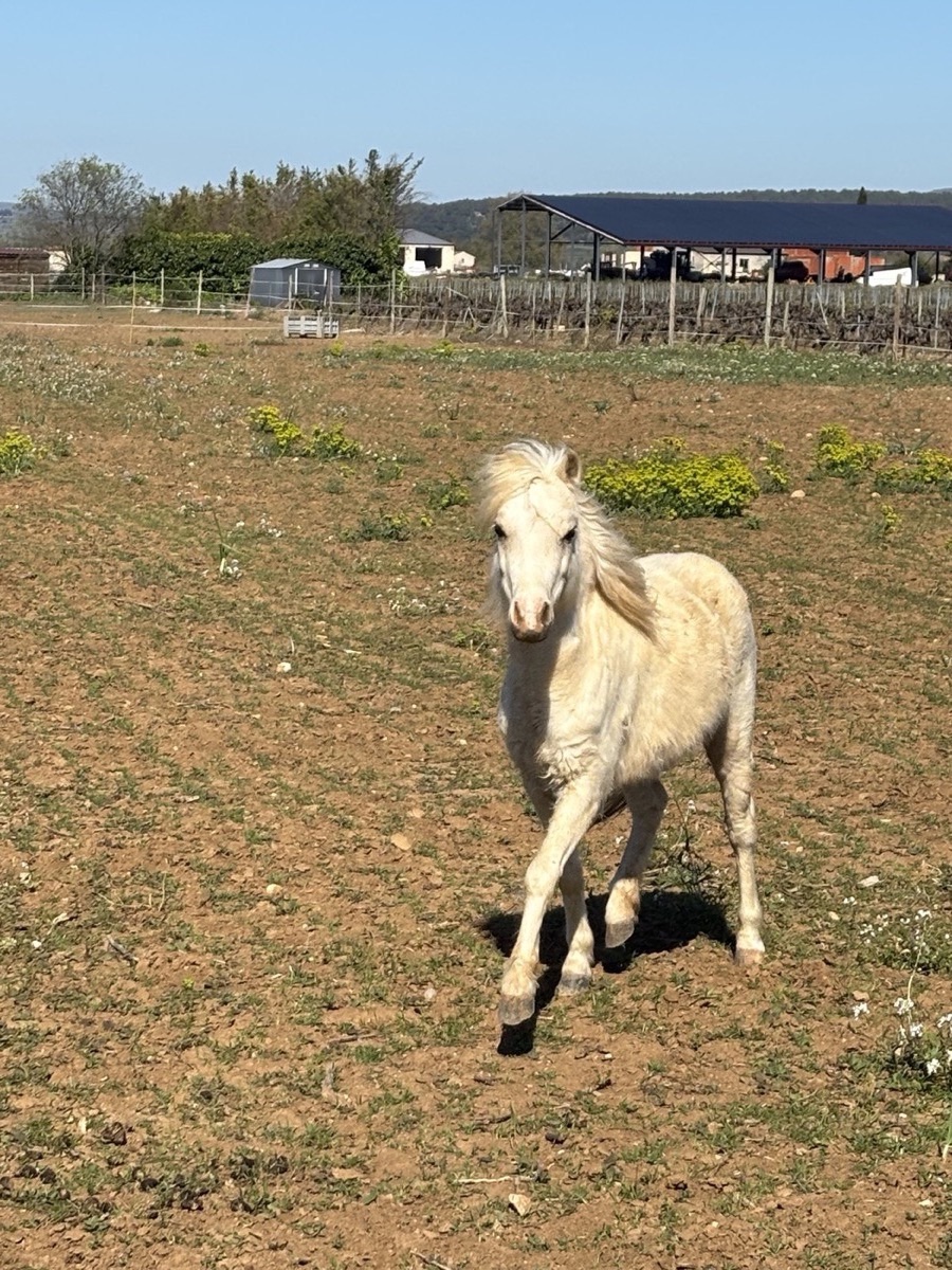 Rose, jument AMHR au domaine — Arche du Négadis, Montagnac