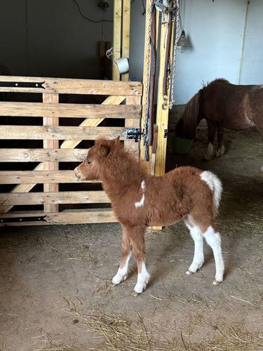 Scarlett — premiers jours en écurie, poulain debout, ultra-sociable