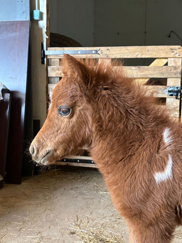 Scarlett — gros plan portrait en écurie