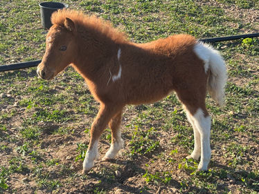 Scarlett — en liberté dans la prairie