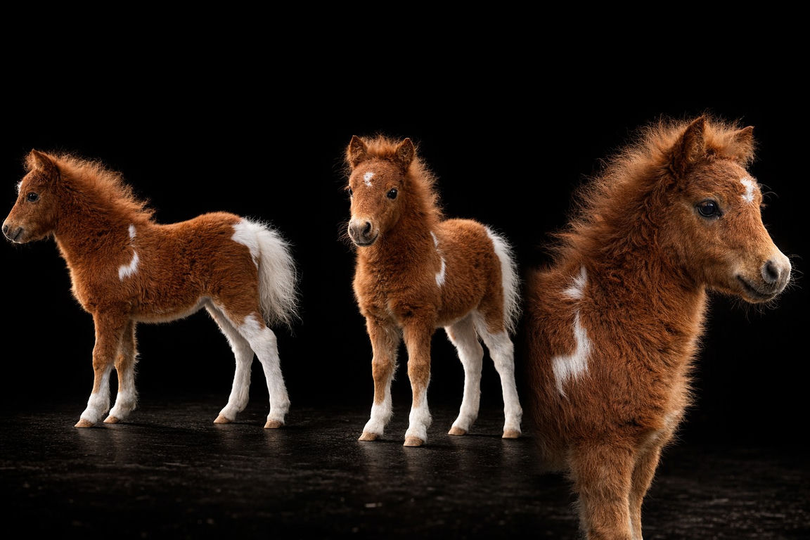 Scarlett de l'Arche du Négadis — Pouliche miniature AMHA pie alezan, triptyque studio